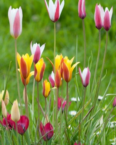 Tulipa Botanisch Mix