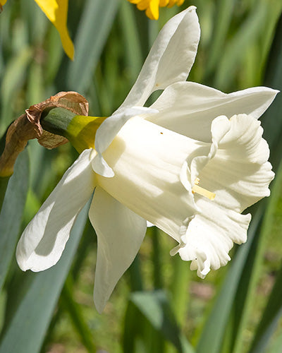 Narcissus Mount Hood