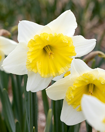 Narcissus Ice Follies