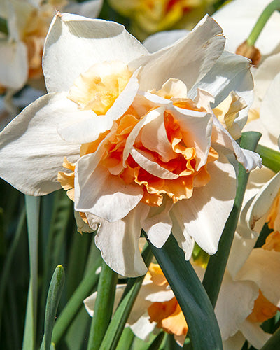 Narcissus Delnashaugh