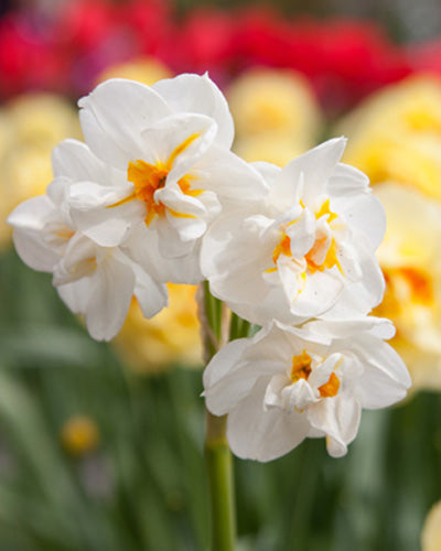 Narcissus Sir Winston Churchill