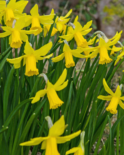 Narcissus February Gold
