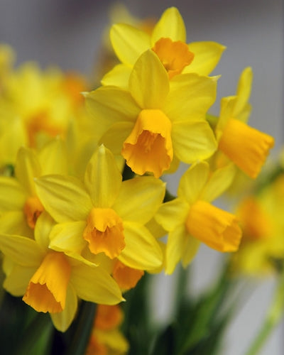 Narcissus Jetfire