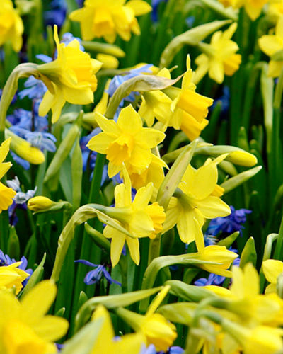 Narcissus Tête-à-Tête