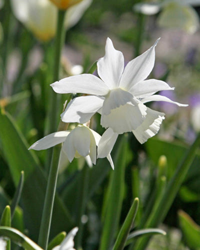Narcissus triandrus Thalia