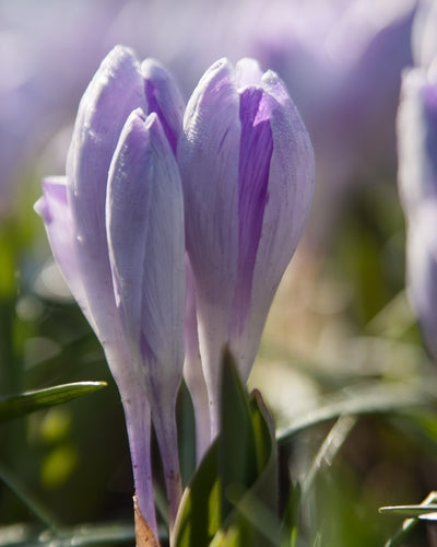 Crocus Vanguard