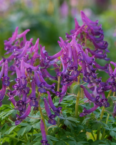 Corydalis cava