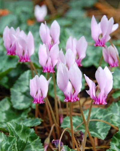Cyclamen hederifolium