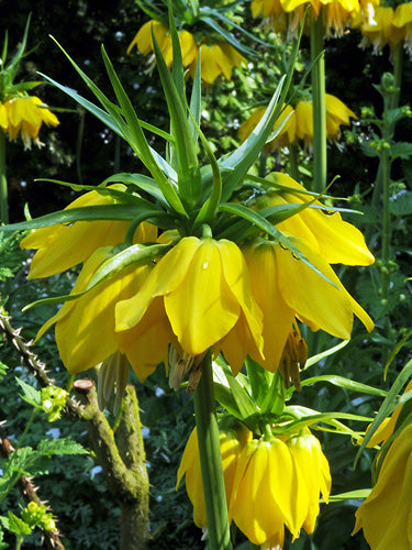 Fritillaria imp. Maxima Lutea