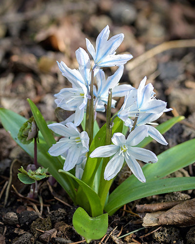 Scilla mischtschenkoana