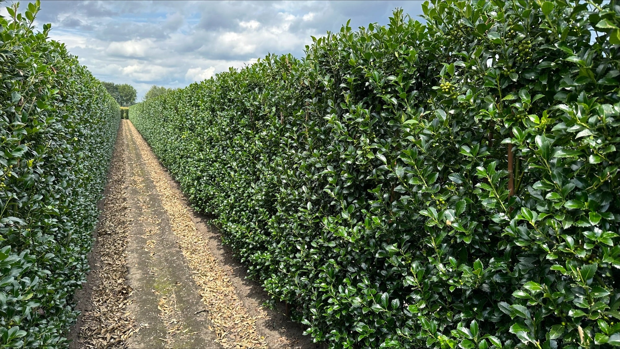 Ilex meserveae "Heckenfee" B 100 x D 40 cm x H 200 cm
