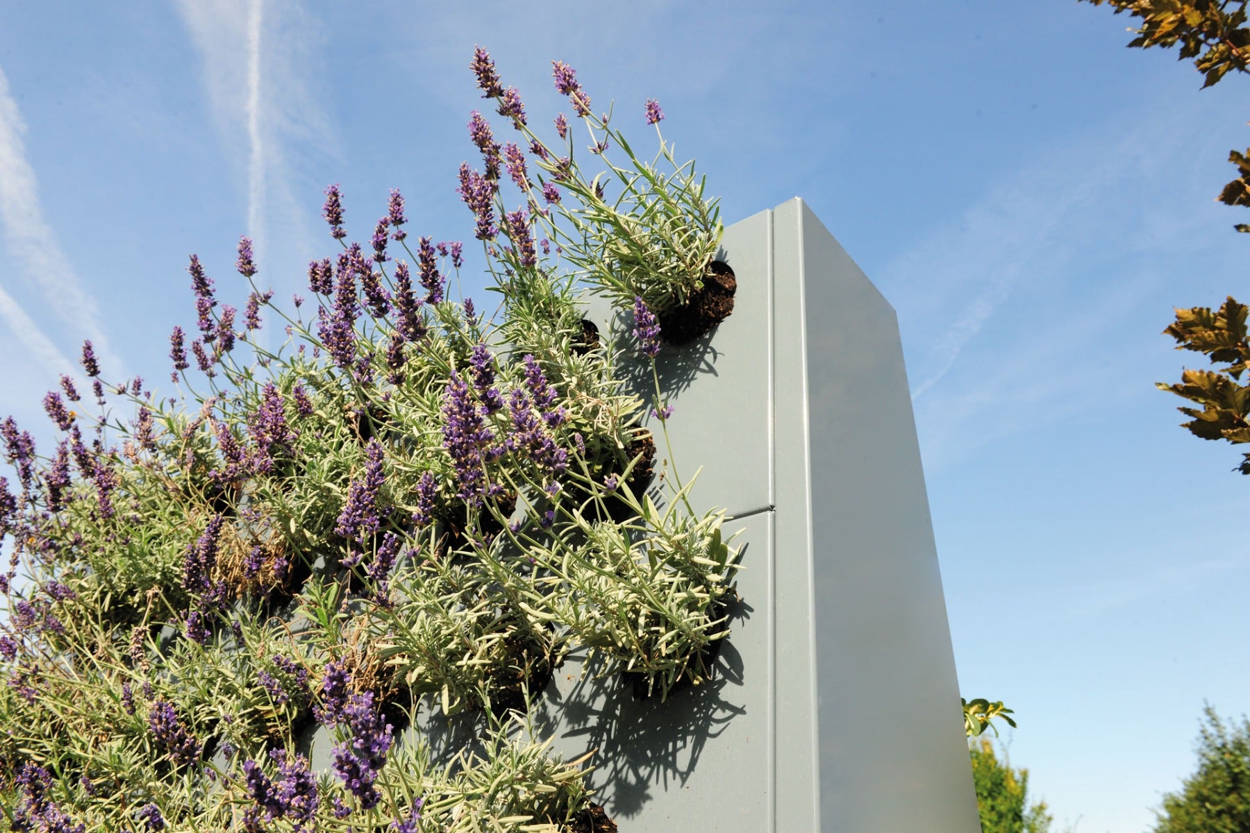 Plantenwand EVA