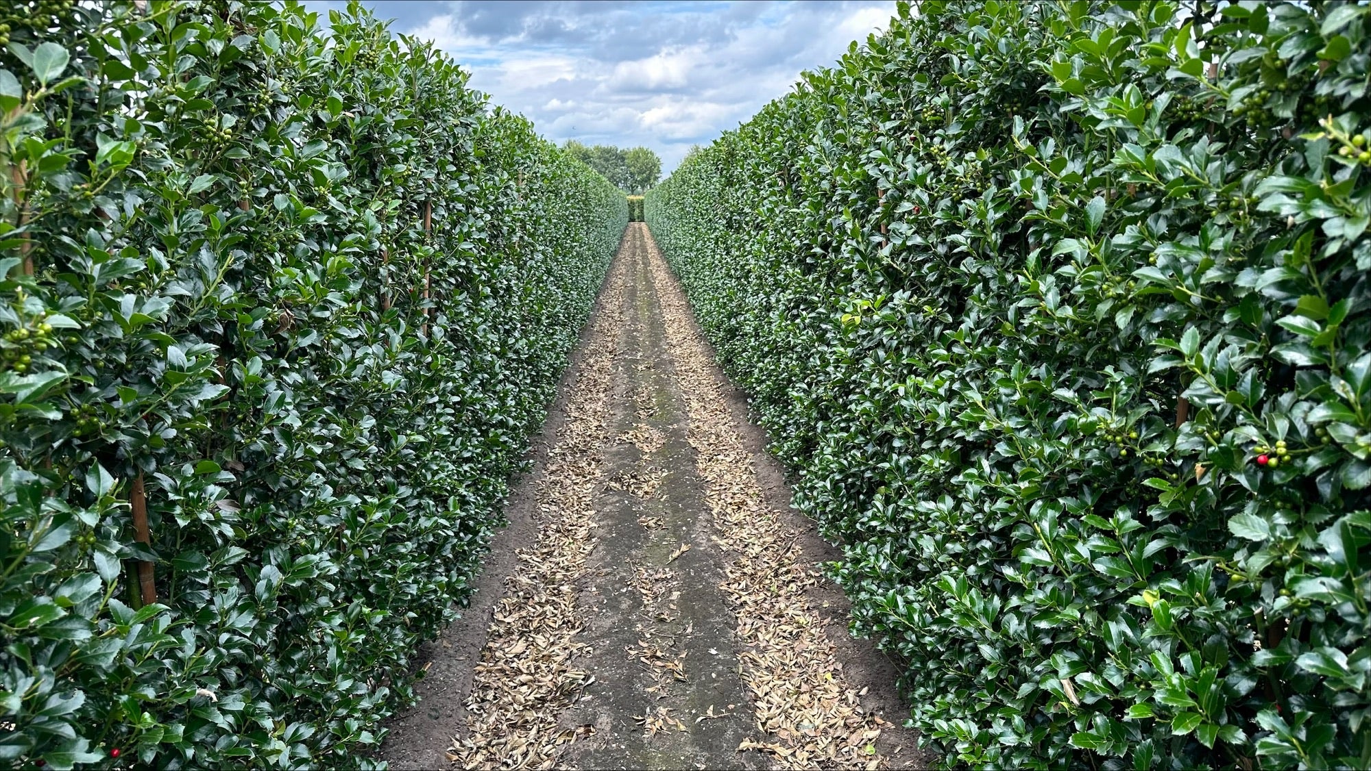 Ilex meserveae "Heckenfee" B 100 x D 40 cm x H 200 cm