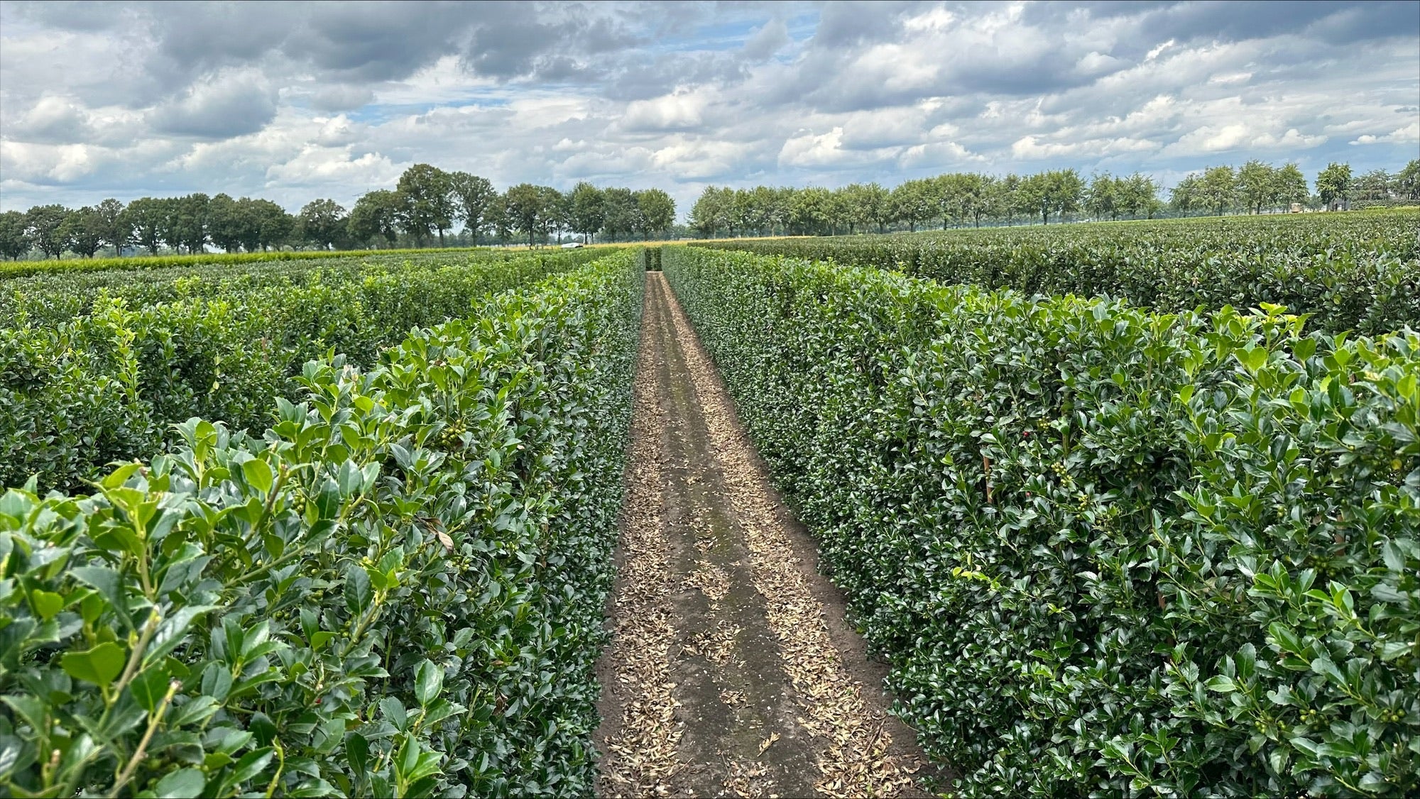 Ilex meserveae "Heckenfee" B 100 x D 40 cm x H 200 cm