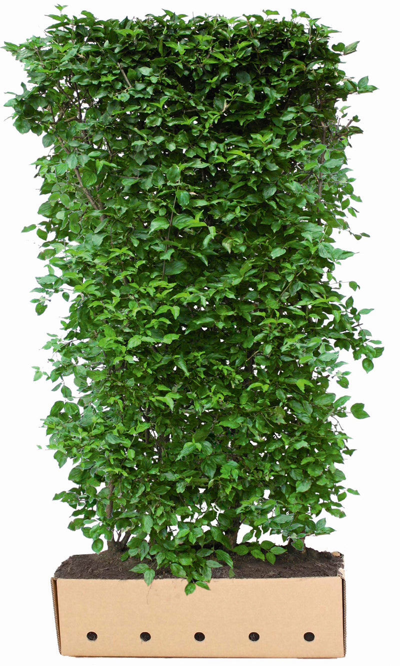 Cornus mas B 100 x D 40 cm x H 200 cm