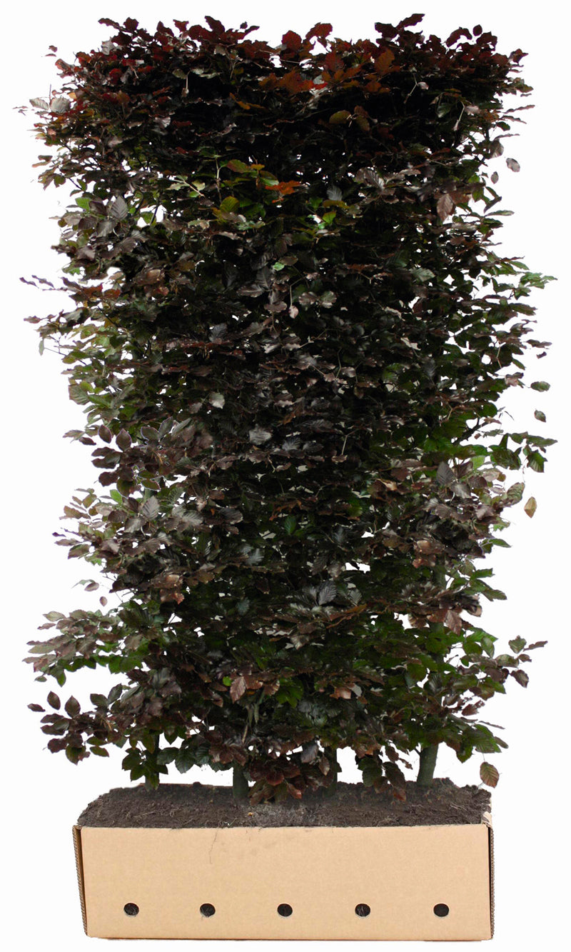 Fagus sylvatica atropunicea B 100 x D 40 cm x H 200 cm