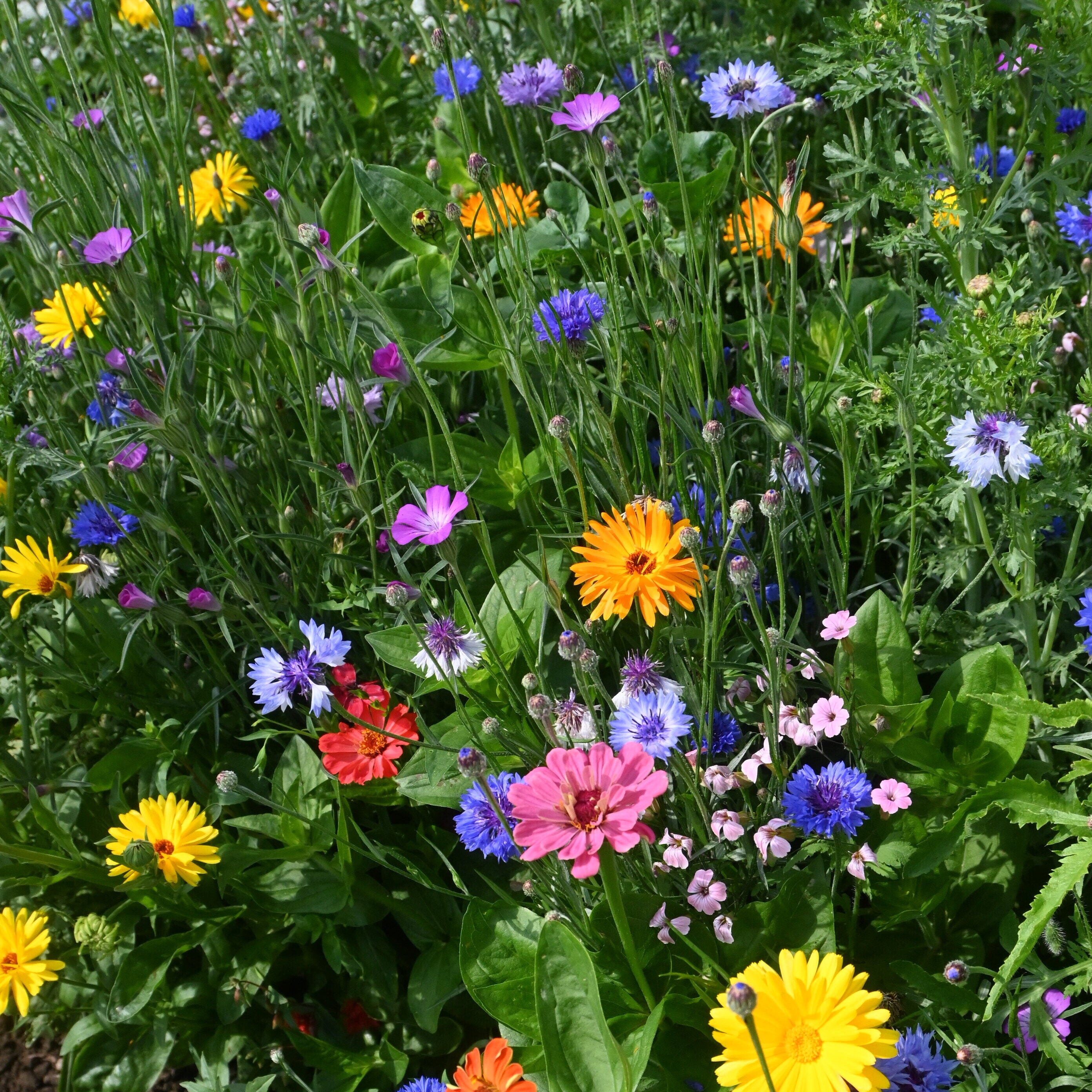 Green Star Fris en Fleurig