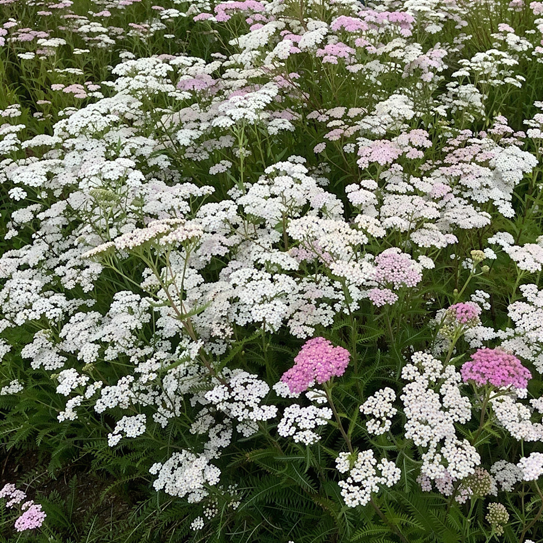 Green Star Wildbloemenmengsel inheems