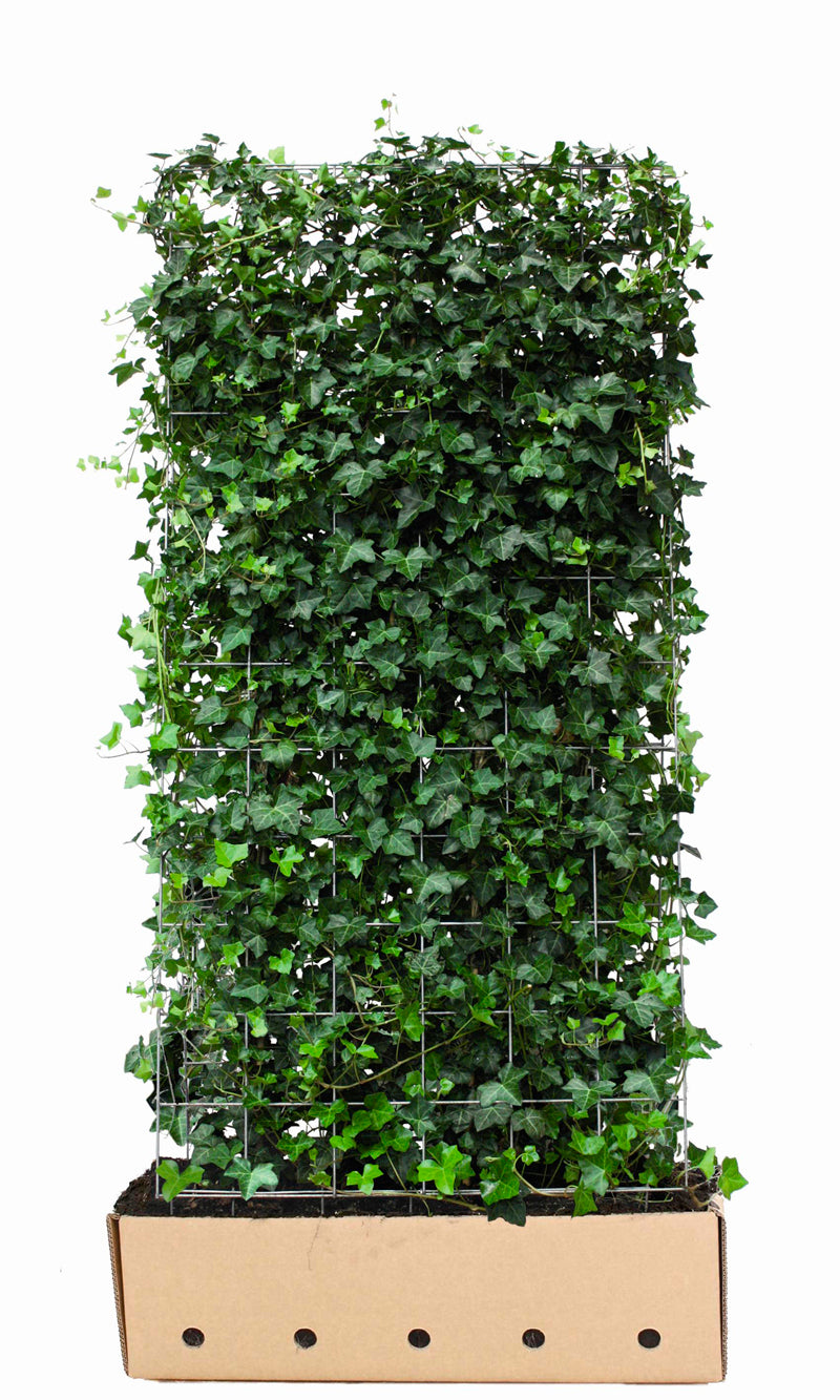 Hedera hibernica B 100 x D 40 cm x H 180 cm