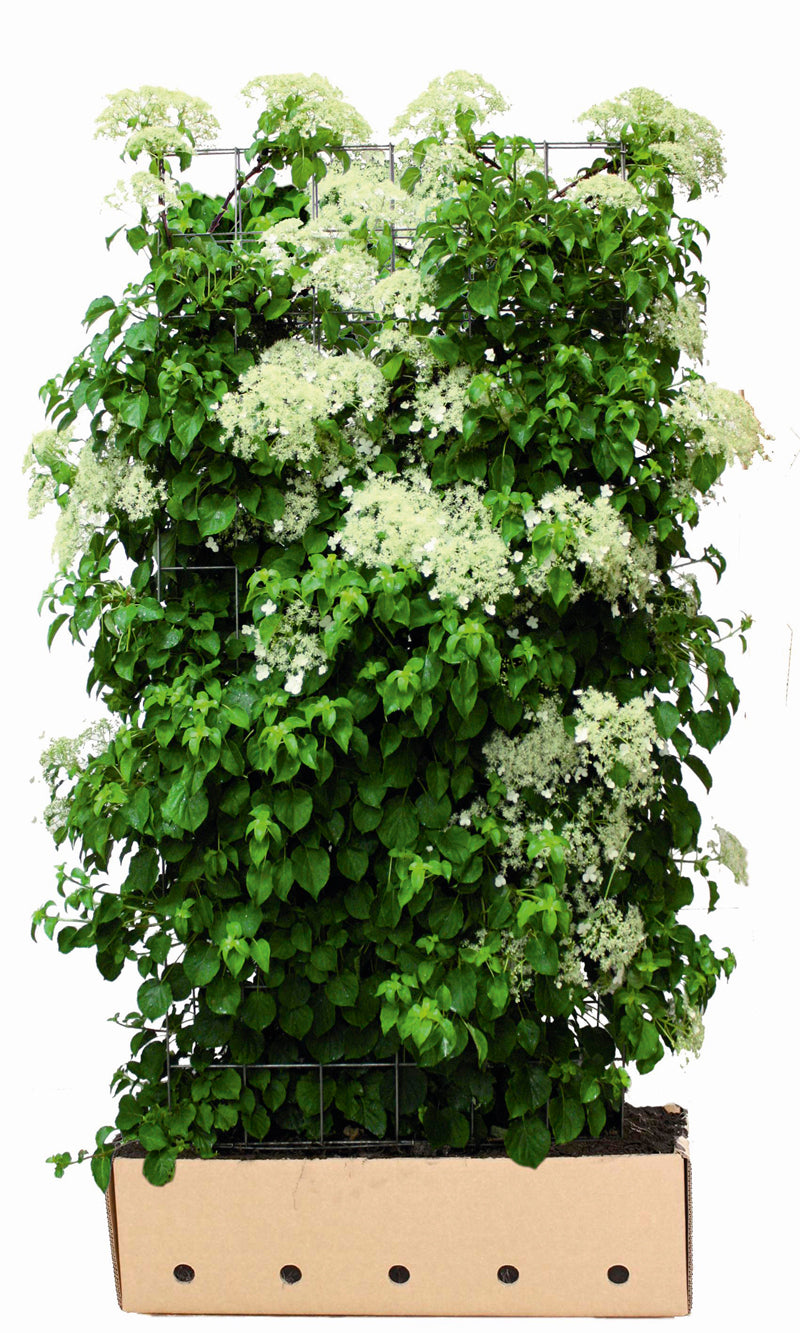 Hydrangea anomala petiolaris B 100 x D 40 cm x H 180 cm
