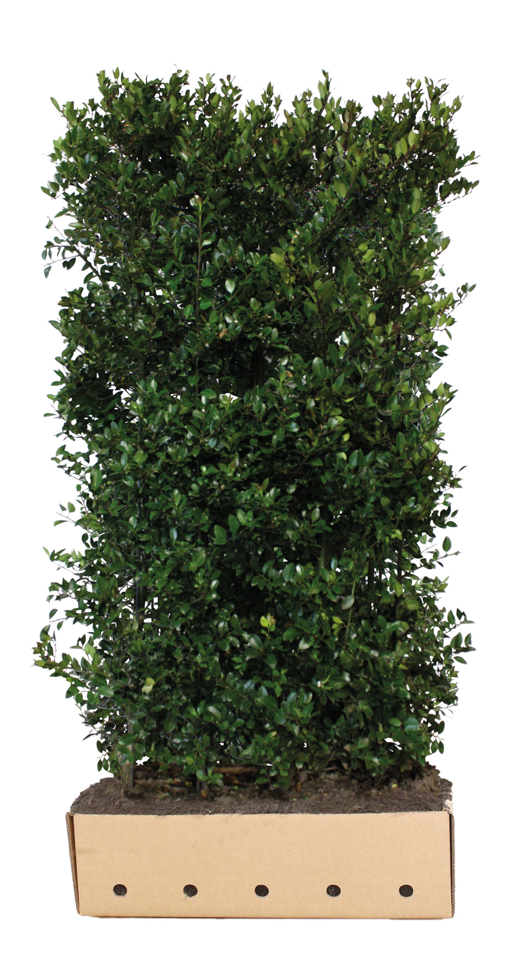 Ilex meserveae Heckenblau B 100 x D 40 cm x H 200 cm