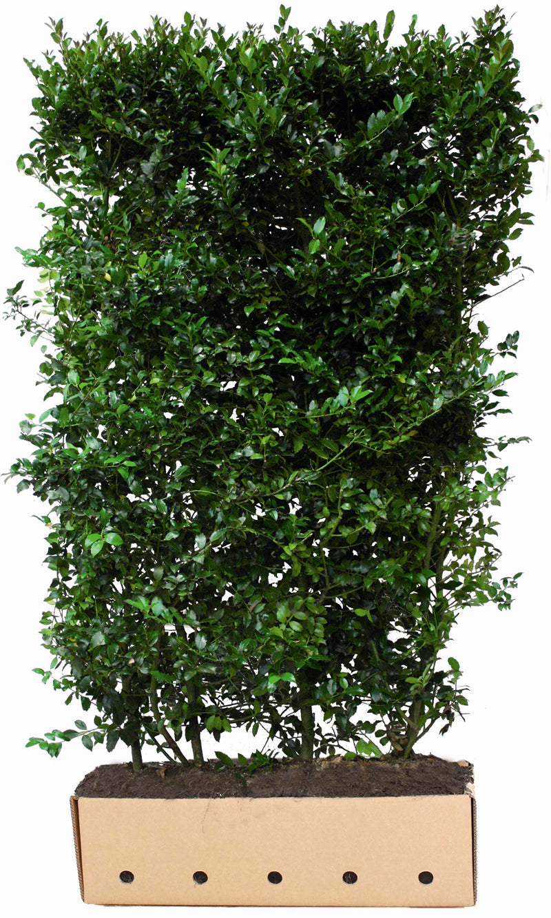 Ilex meserveae Blue Maid B 100 x D 40 cm x H 180 cm