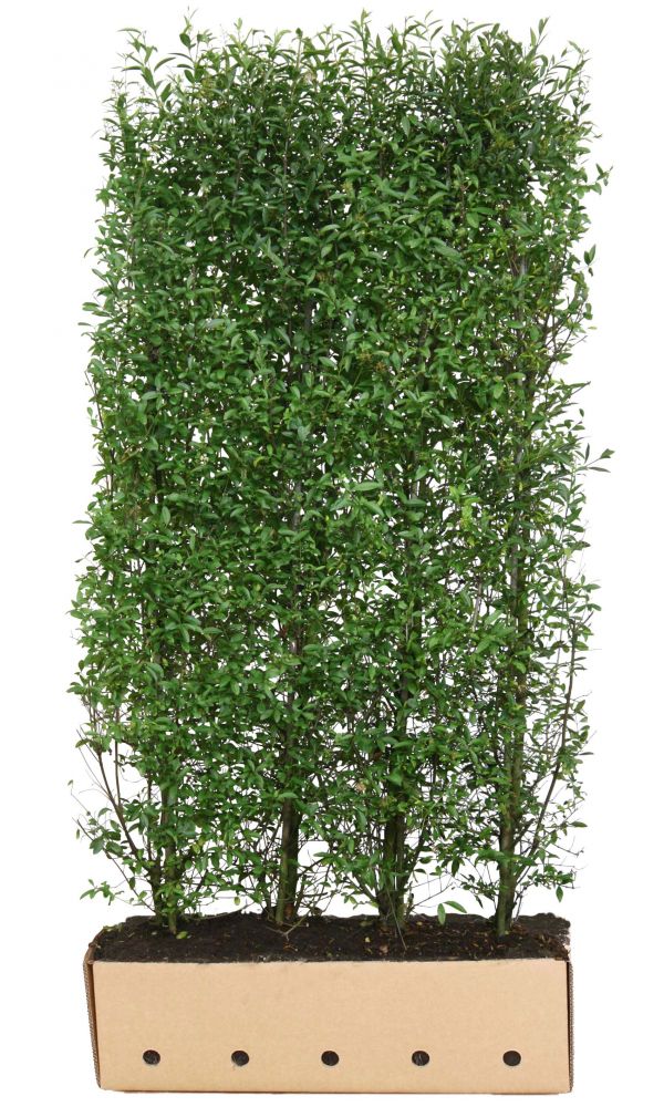 Ligustrum vulgare Atrovirens B 100 x D 40 cm x H 180-200 cm