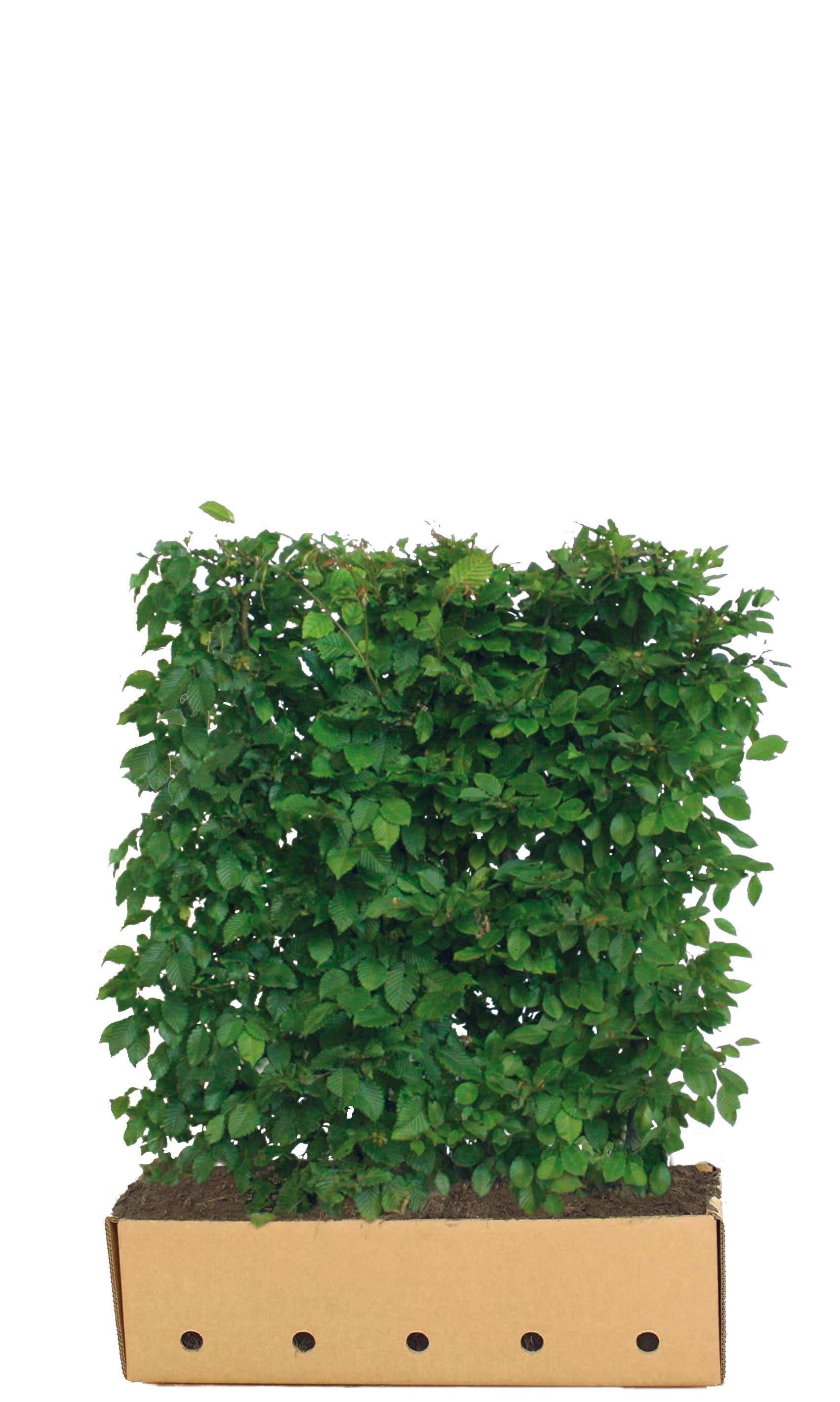 Carpinus betulus B 100 x D 40 cm x H 120 cm