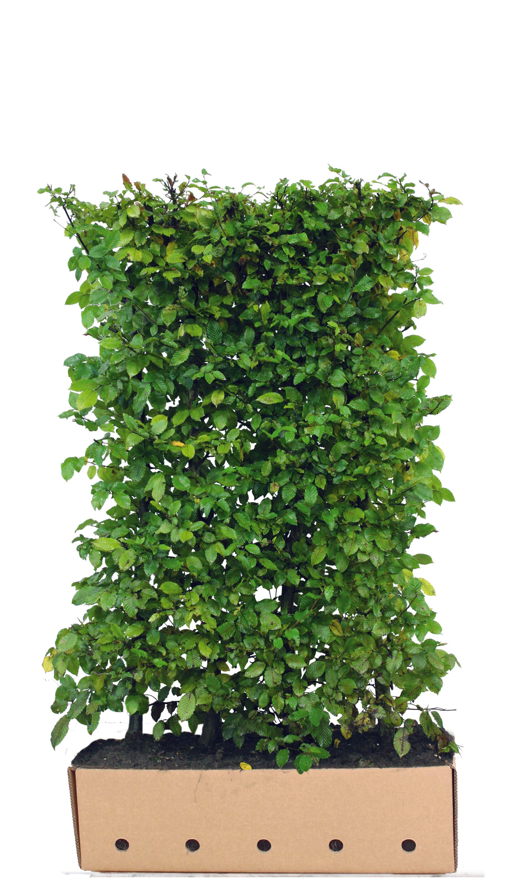 Carpinus betulus B 100 x D 40 cm x H 150 cm
