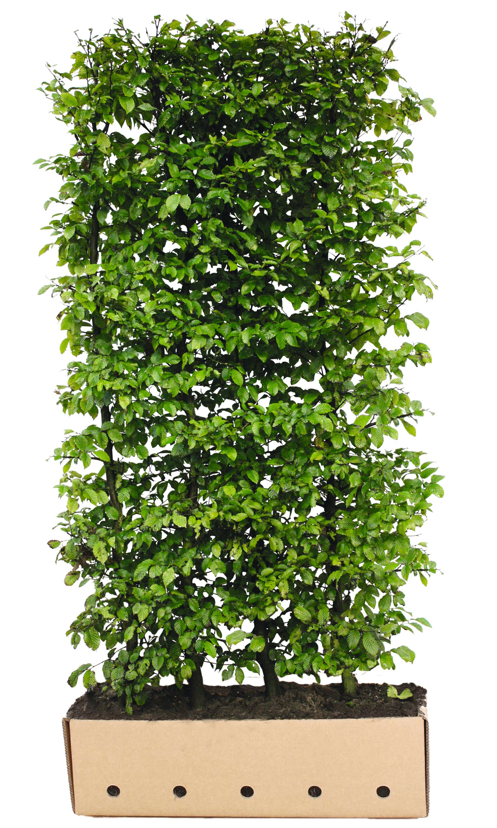 Carpinus betulus B 100 x D 40 cm x H 200 cm