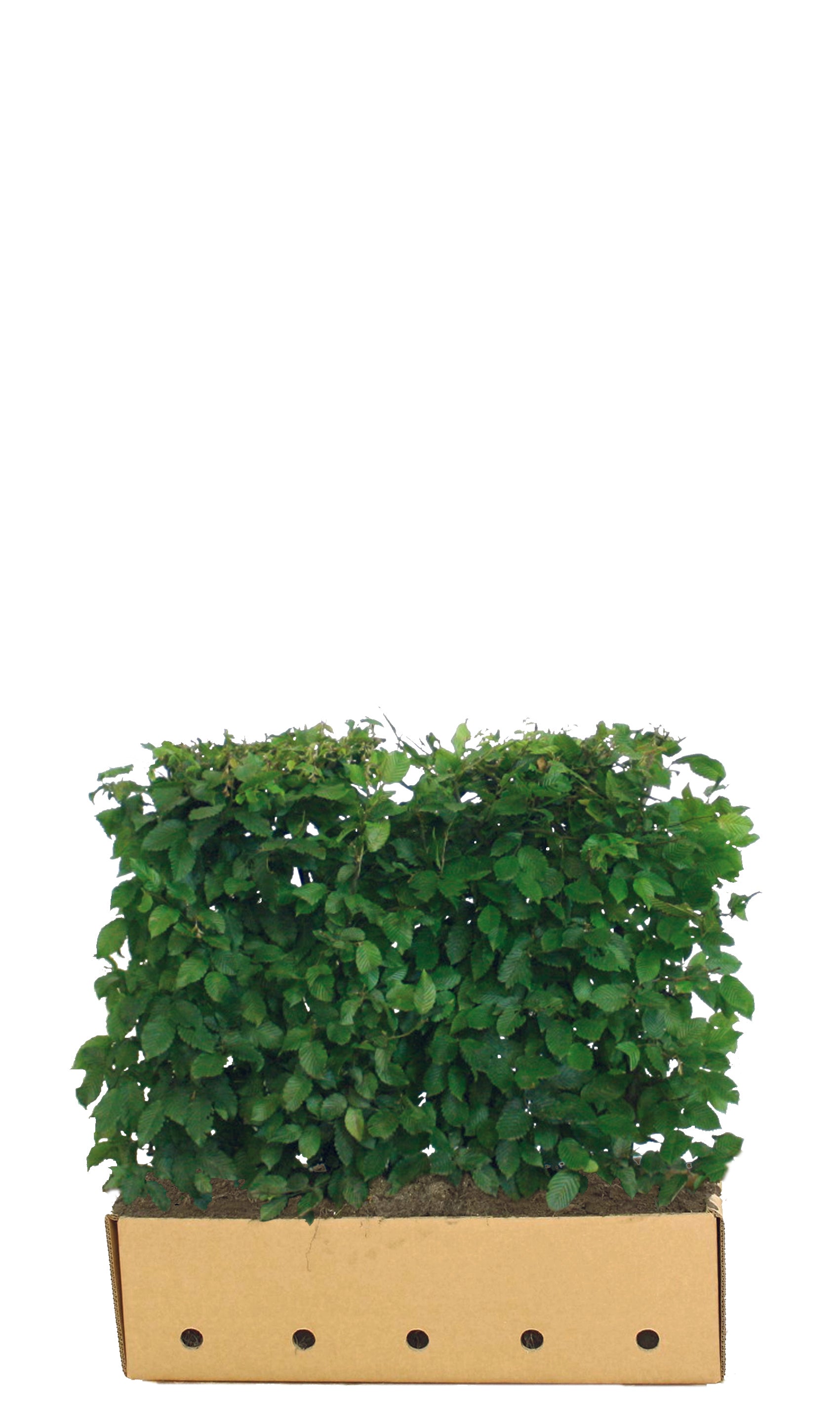 Carpinus betulus B 100 x D 40 cm x H 80 cm