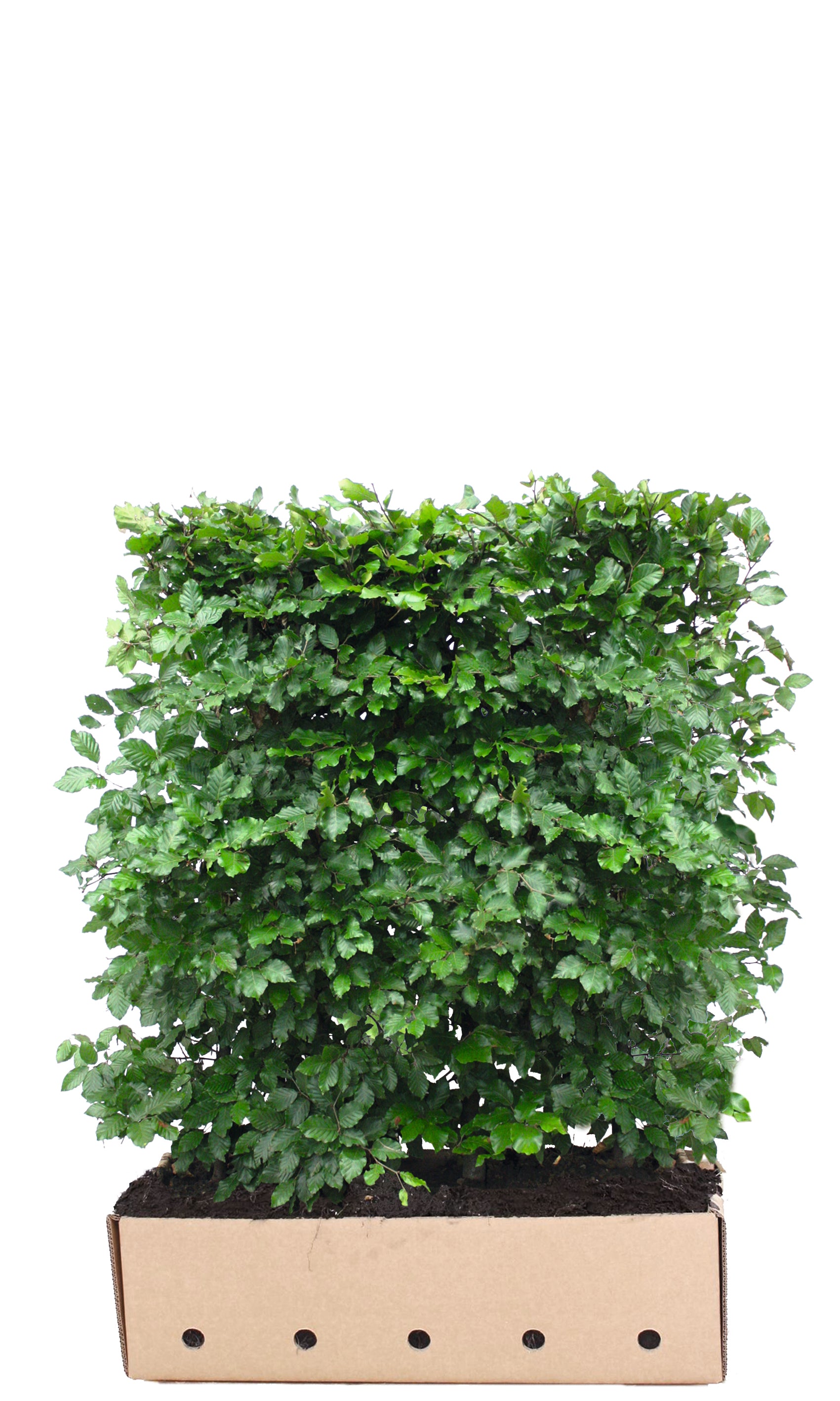 Fagus sylvatica B 100 x D 40 cm x H 120 cm