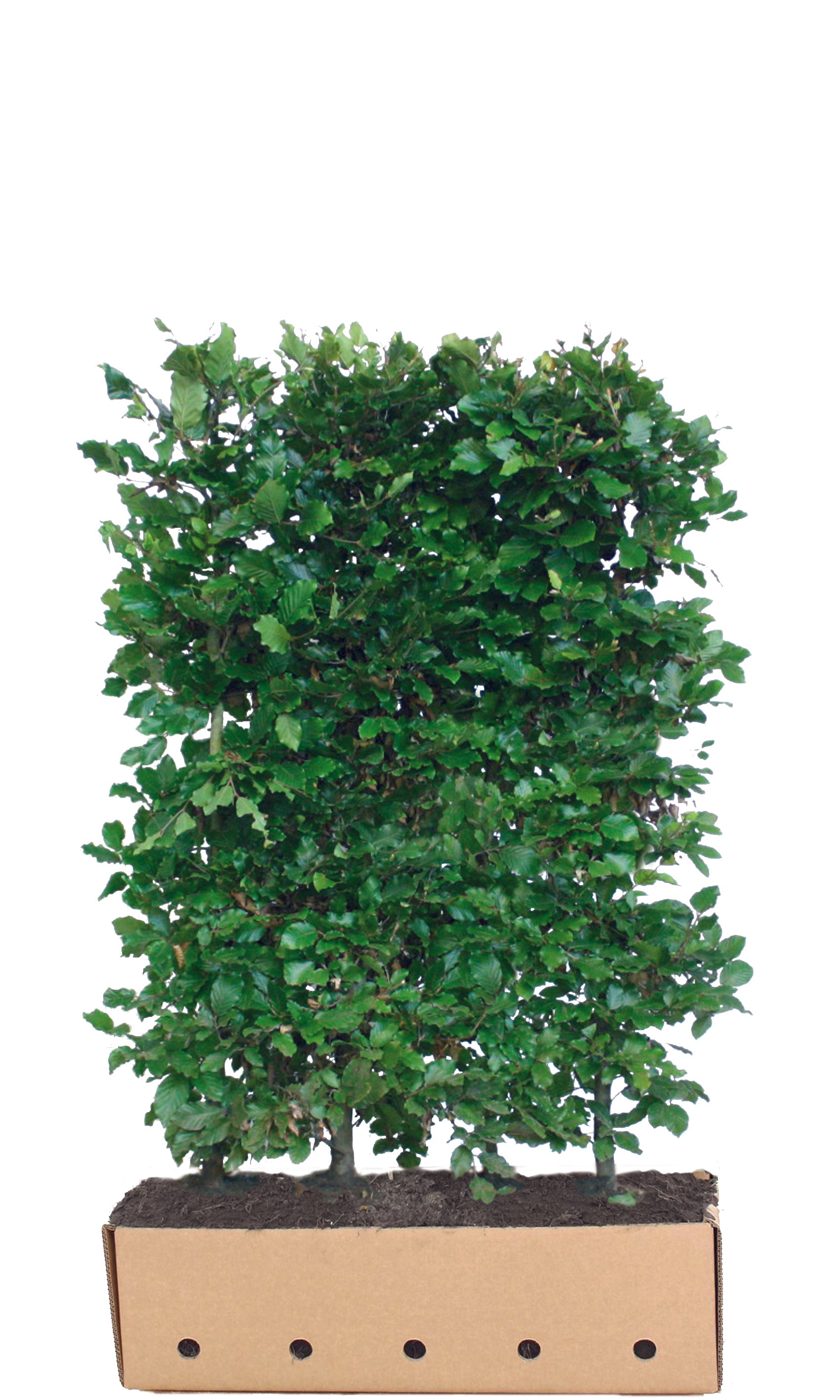 Fagus sylvatica B 100 x D 40 cm x H 150 cm