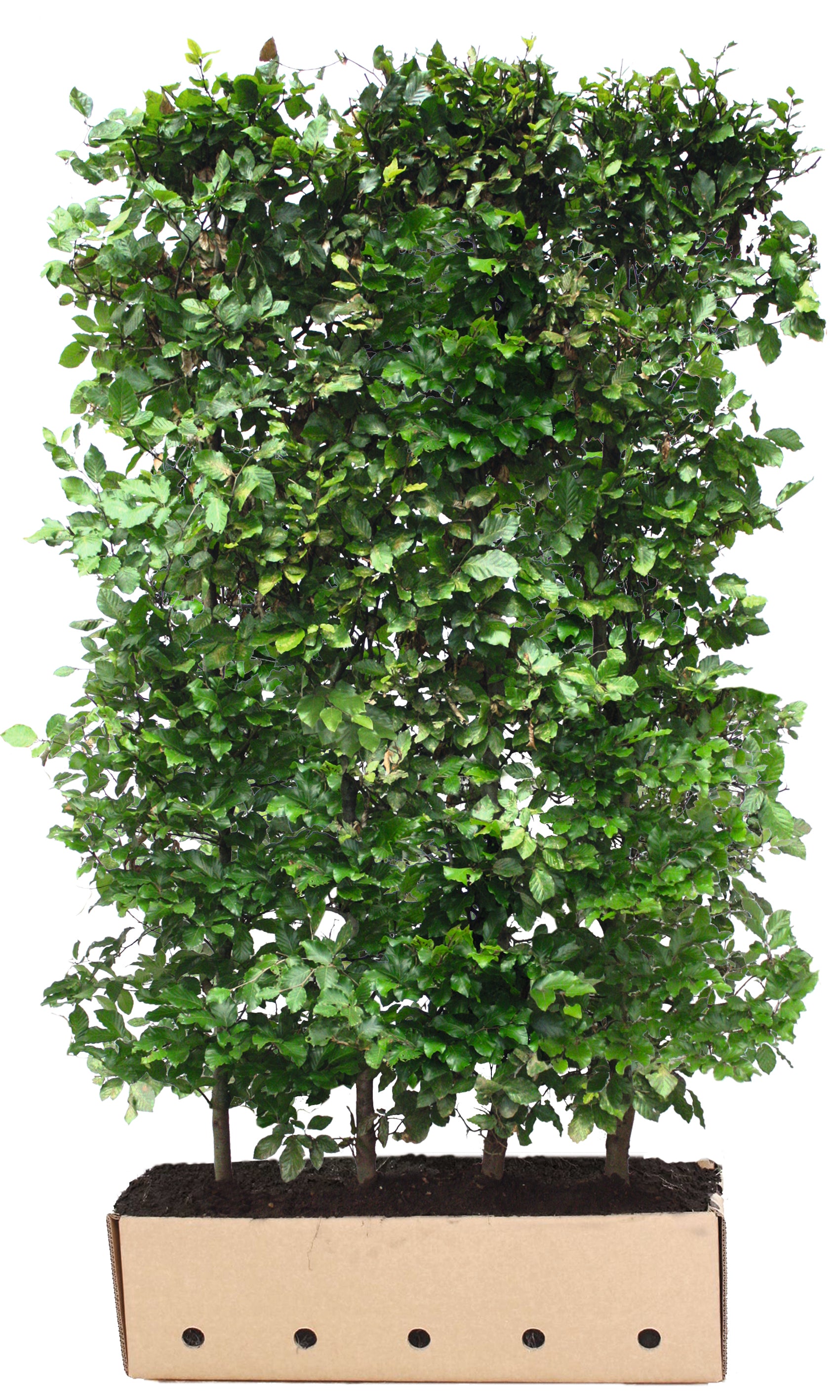 Fagus sylvatica B 100 x D 40 cm x H 200 cm
