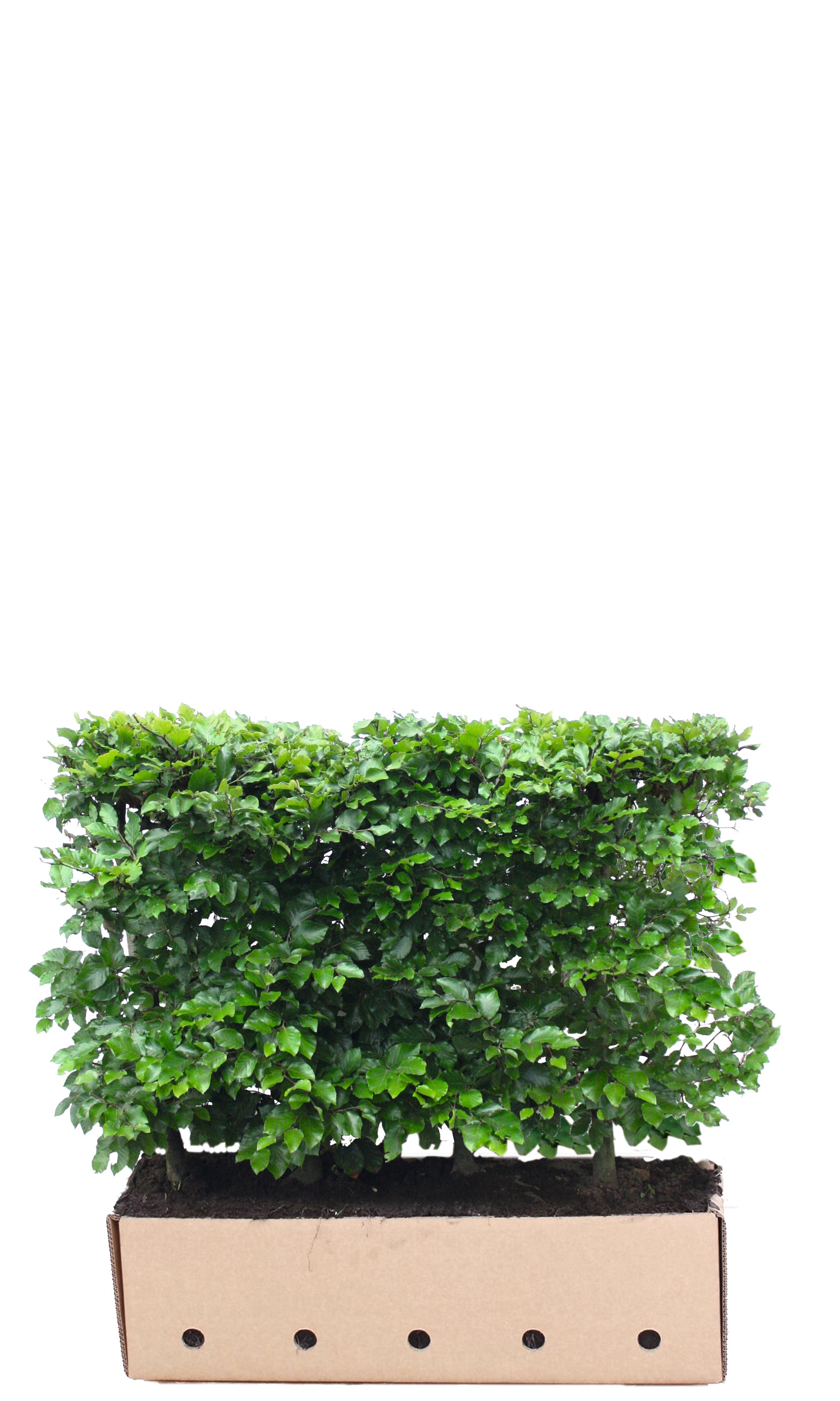 Fagus sylvatica B 100 x D 40 cm x H 80 cm