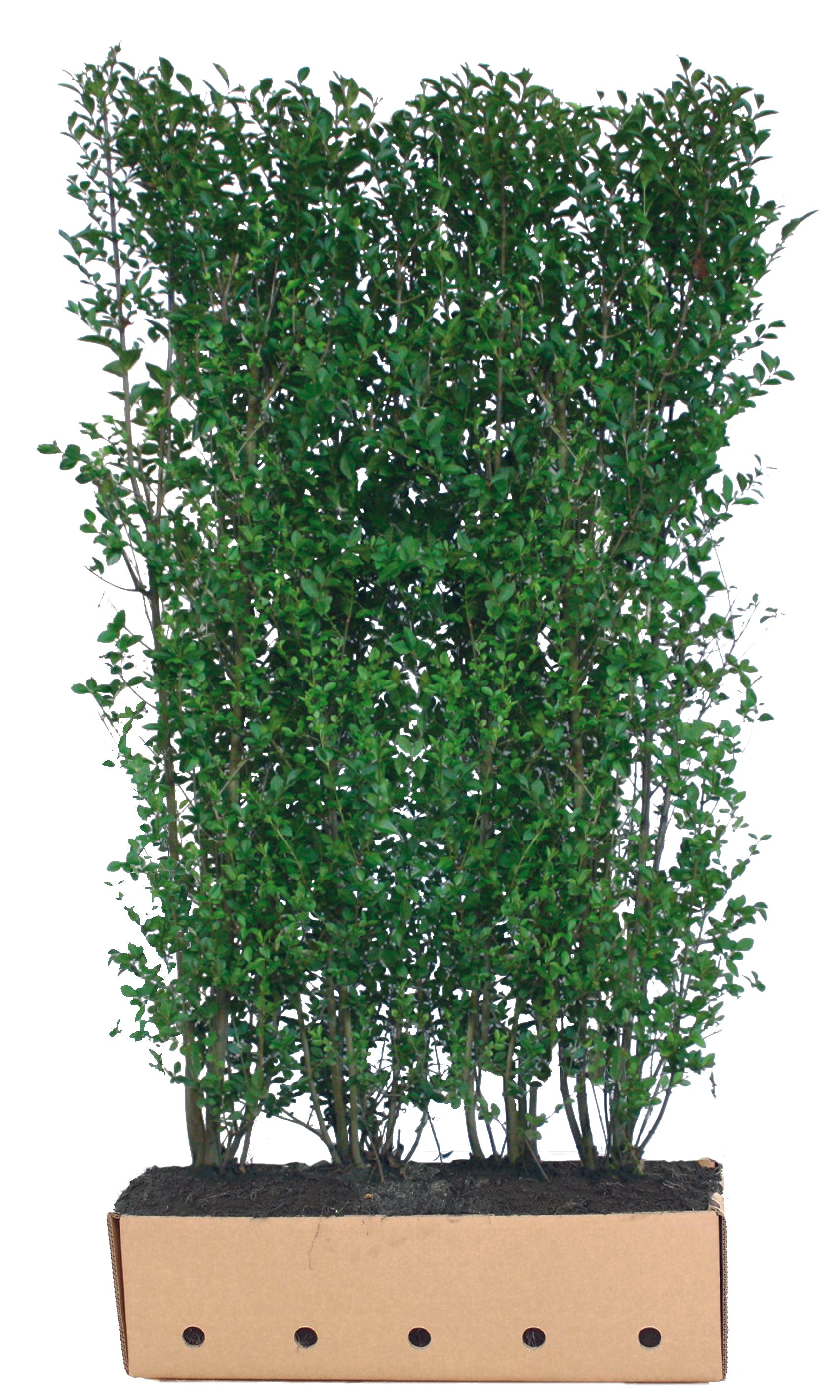 Ligustrum ovalifolium B 100 x D 40 cm x H 180-200 cm