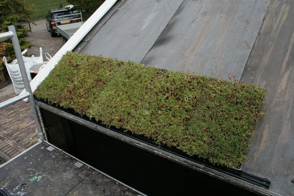 Sedum tray
