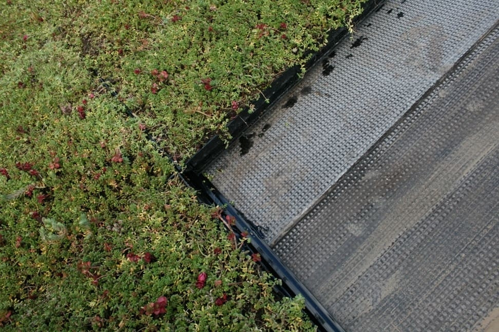 Sedum tray
