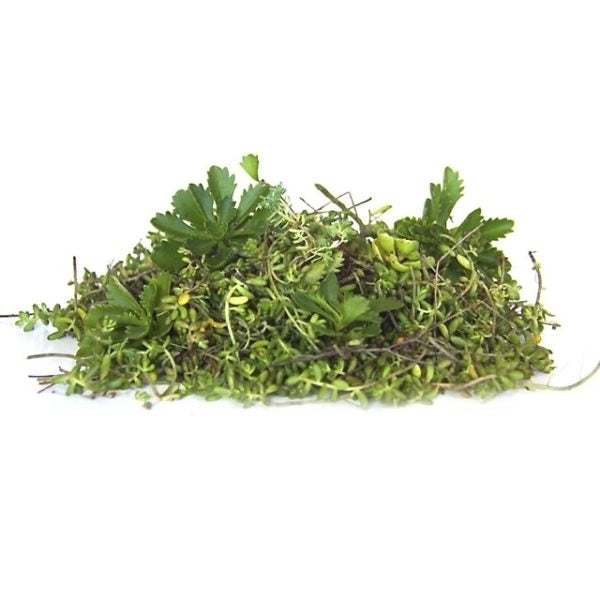 Sedum stekken