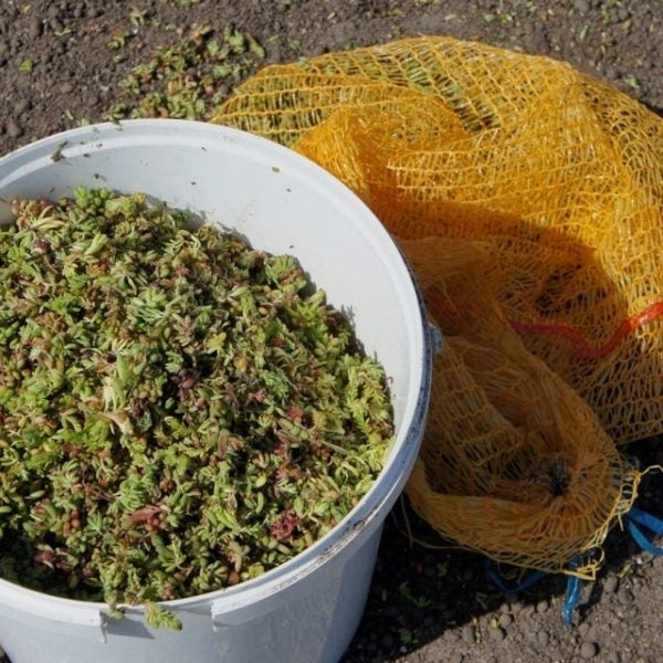 Sedum stekken