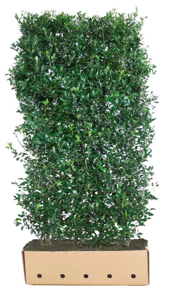 Ilex meserveae Heckenpracht B 100 x D 40 cm x H 200 cm