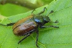 Feromoonval rozenkever