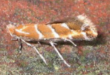 Feromoonval kastanjemineer - buxus- en eikenprocessiemot
