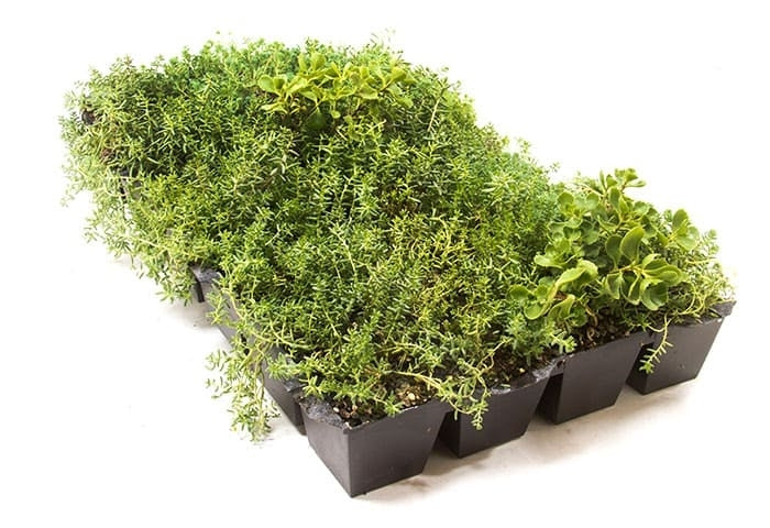 Sedum tray