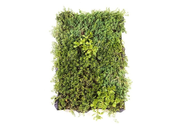 Sedum tray