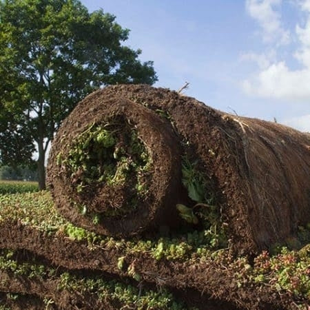 Sedum Vegetatiemat