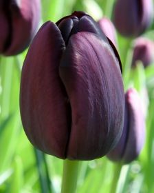 Tulipa Queen of Night