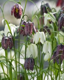 Fritillaria meleagris Mix