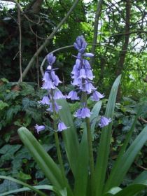 Hyacinthoides hispanica Blauw/ Blue