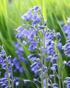 Hyacinthoides non-scripta